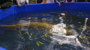 Výlov Malá Barbora