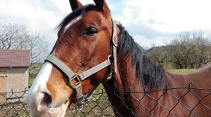 Pálení čarodejnic, Fojtovice (14)