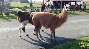 Pálení čarodejnic, Fojtovice (4)