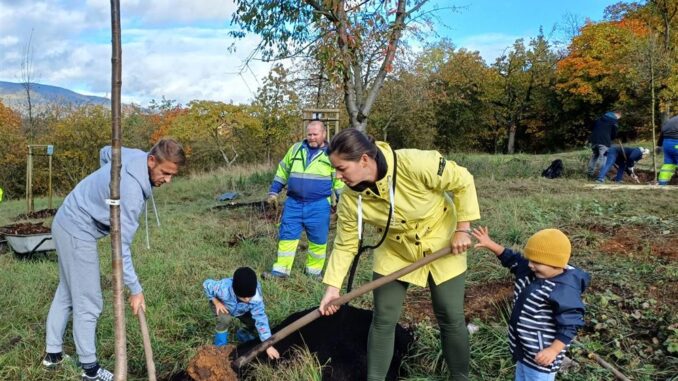 V Třešnovce přibude další třicítka stromů